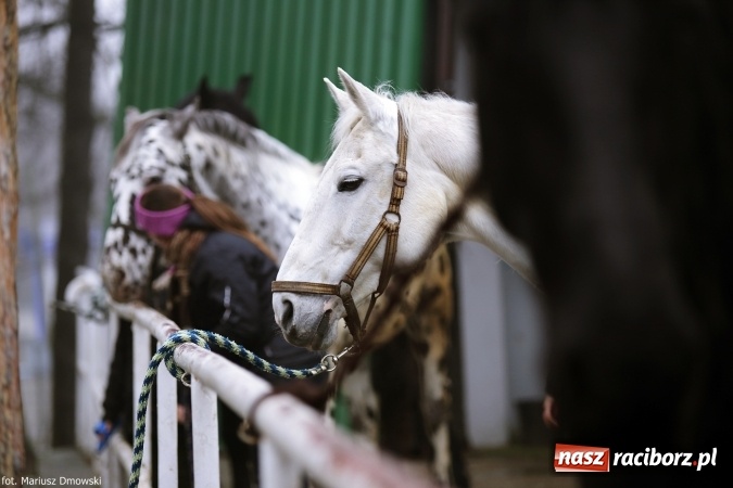 Zdjęcie w galerii na portalu naszraciborz.pl: Ferie w siodle w Szymocicach - fotoreportaż wiadomości z regionu
