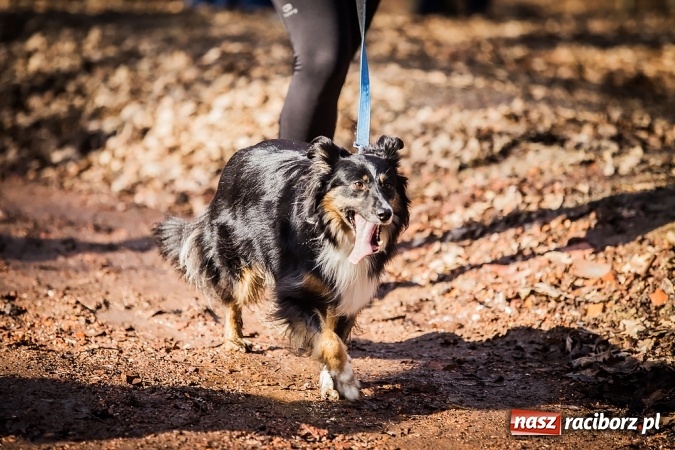 Zdjęcie w galerii na portalu naszraciborz.pl: Raciborzanie Tomasz Marcinek i Anna Szyjka wygrali V Bieg Twardziela wiadomości z regionu