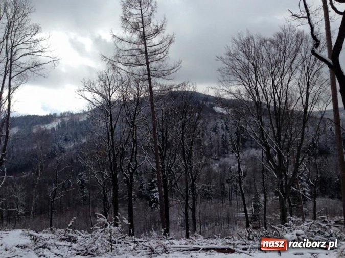 Zdjęcie w galerii na portalu naszraciborz.pl: Harcerze Raciborskiego Środowiska Związku Harcerstwa Rzeczypospolitej na zimowisku w Pokrzywnej wiadomości z regionu