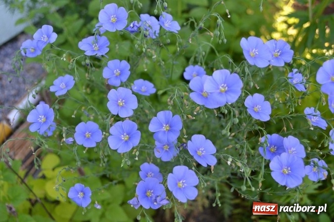 Zdjęcie w galerii na portalu naszraciborz.pl: Szkoła w Szonowicach przystępuje do kolejnej edycji projektu Posadź swoje drzewko  wiadomości z regionu