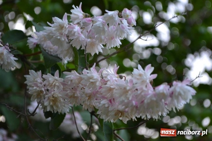 Zdjęcie w galerii na portalu naszraciborz.pl: Szkoła w Szonowicach przystępuje do kolejnej edycji projektu Posadź swoje drzewko  wiadomości z regionu