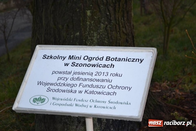 Zdjęcie w galerii na portalu naszraciborz.pl: Szkoła w Szonowicach przystępuje do kolejnej edycji projektu Posadź swoje drzewko  wiadomości z regionu