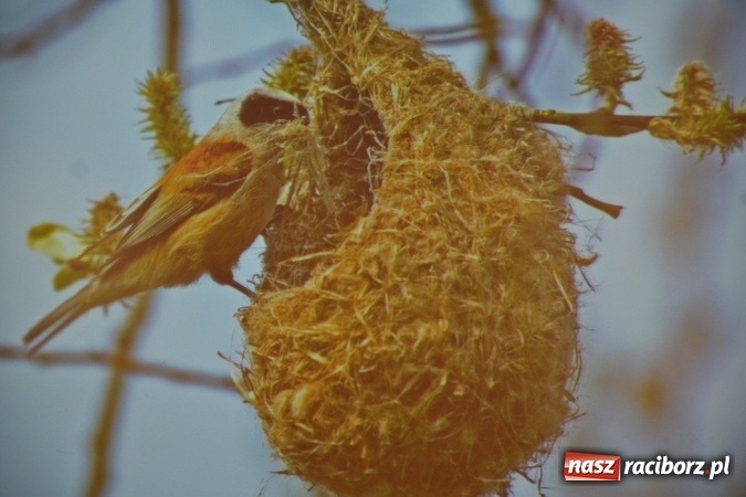 Zdjęcie w galerii na portalu naszraciborz.pl: Niezwykłości przyrody powiatu raciborskiego i okolic - promocja książki na zamku  wiadomości z regionu