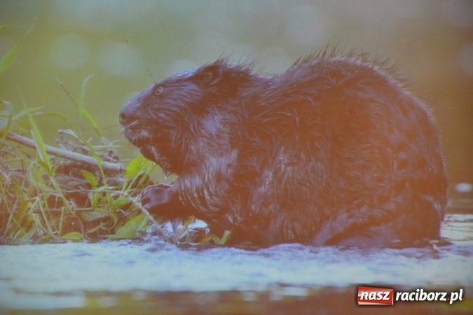 Zdjęcie w galerii na portalu naszraciborz.pl: Niezwykłości przyrody powiatu raciborskiego i okolic - promocja książki na zamku  wiadomości z regionu