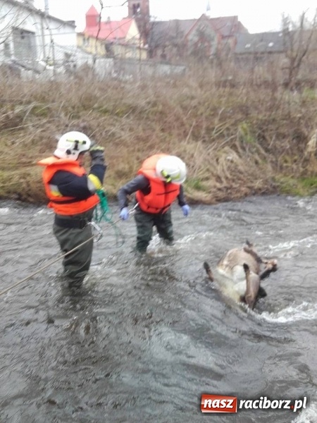 Zdjęcie w galerii na portalu naszraciborz.pl: Ochotnicy z Kuźni Raciborskiej wyciągali martwą sarnę z Rudy wiadomości z regionu
