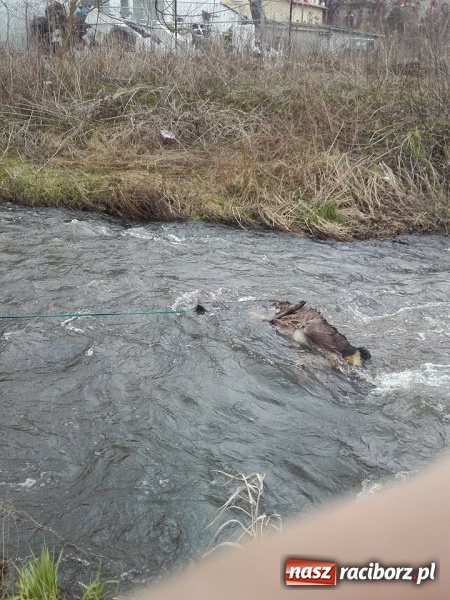Zdjęcie w galerii na portalu naszraciborz.pl: Ochotnicy z Kuźni Raciborskiej wyciągali martwą sarnę z Rudy wiadomości z regionu