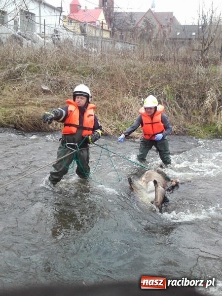Zdjęcie w galerii na portalu naszraciborz.pl: Ochotnicy z Kuźni Raciborskiej wyciągali martwą sarnę z Rudy wiadomości z regionu