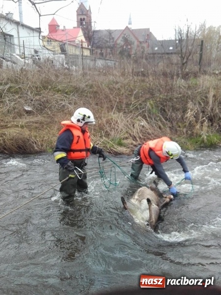 Zdjęcie w galerii na portalu naszraciborz.pl: Ochotnicy z Kuźni Raciborskiej wyciągali martwą sarnę z Rudy wiadomości z regionu