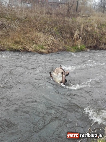 Zdjęcie w galerii na portalu naszraciborz.pl: Ochotnicy z Kuźni Raciborskiej wyciągali martwą sarnę z Rudy wiadomości z regionu