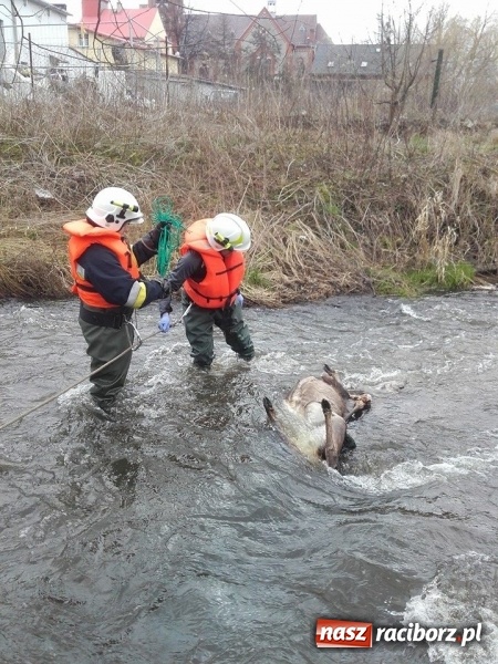 Zdjęcie w galerii na portalu naszraciborz.pl: Ochotnicy z Kuźni Raciborskiej wyciągali martwą sarnę z Rudy wiadomości z regionu