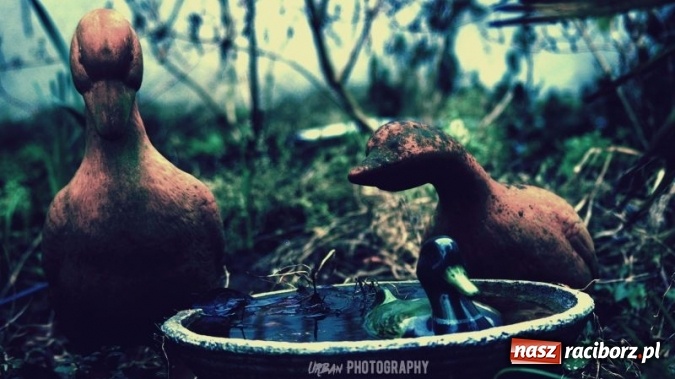 Zdjęcie w galerii na portalu naszraciborz.pl: Uczniowie CKZiU nr 1 w Raciborzu mają swoje pasje  wiadomości z regionu