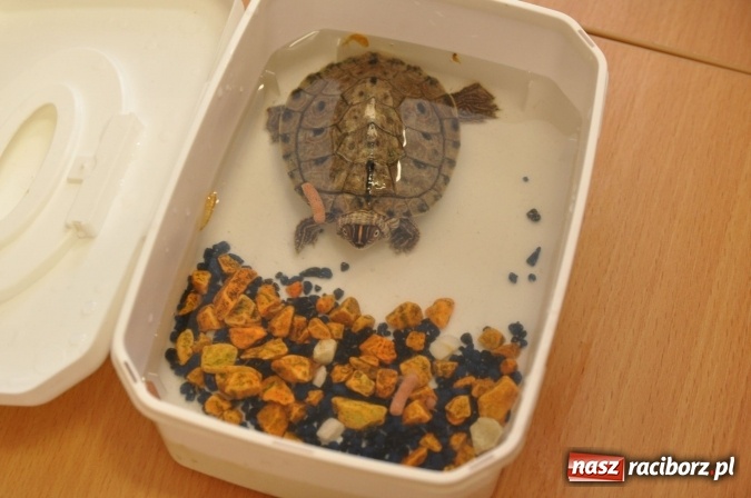 Zdjęcie w galerii na portalu naszraciborz.pl: Już wiemy, co nas kręci i jakie mamy talenty! Pierwszy dzień wiosny w SP18 wiadomości z regionu