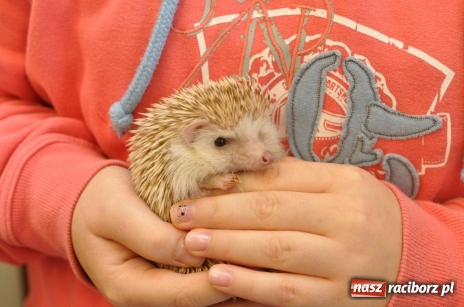 Zdjęcie w galerii na portalu naszraciborz.pl: Już wiemy, co nas kręci i jakie mamy talenty! Pierwszy dzień wiosny w SP18 wiadomości z regionu