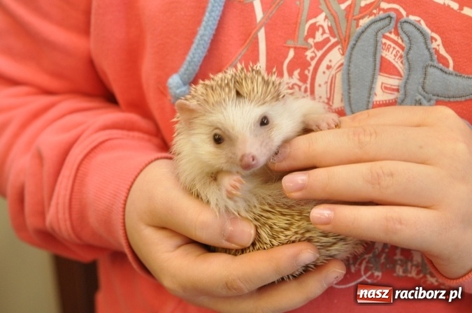 Zdjęcie w galerii na portalu naszraciborz.pl: Już wiemy, co nas kręci i jakie mamy talenty! Pierwszy dzień wiosny w SP18 wiadomości z regionu