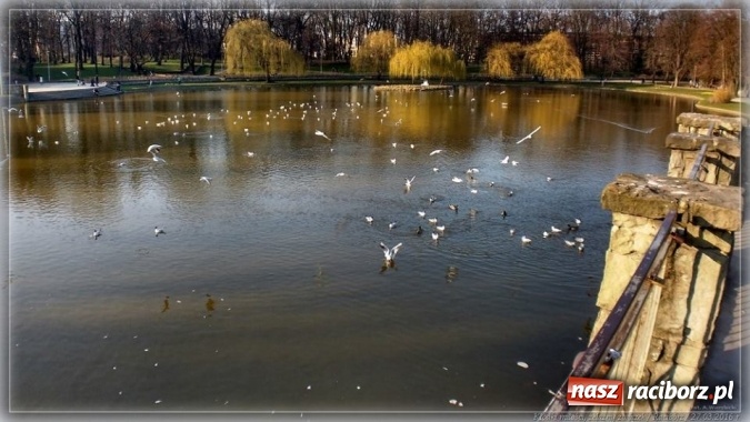 Zdjęcie w galerii na portalu naszraciborz.pl: Na tropie raciborskich dowodów miłości wiadomości z regionu