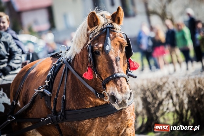 Zdjęcie w galerii na portalu naszraciborz.pl: Sudolskie radosne rajtowanie, czyli z Jezusem Zmartwychwstałym przez pola wiadomości z regionu