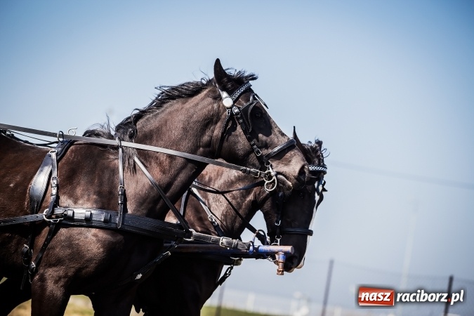 Zdjęcie w galerii na portalu naszraciborz.pl: Sudolskie radosne rajtowanie, czyli z Jezusem Zmartwychwstałym przez pola wiadomości z regionu