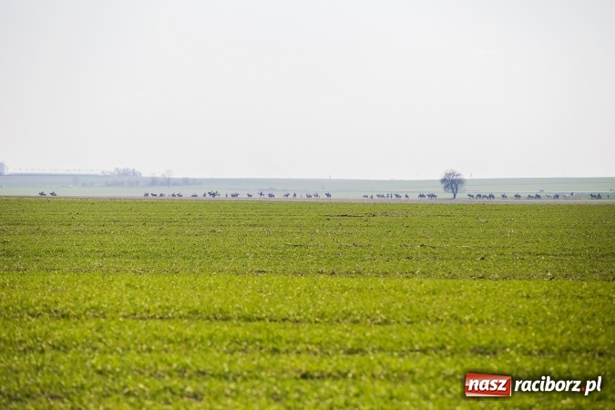 Zdjęcie w galerii na portalu naszraciborz.pl: Sudolskie radosne rajtowanie, czyli z Jezusem Zmartwychwstałym przez pola wiadomości z regionu
