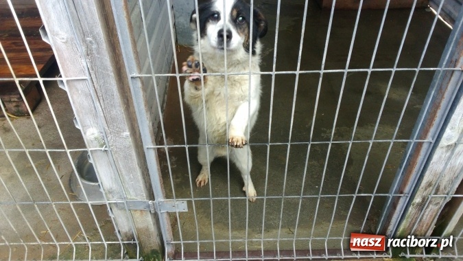 Zdjęcie w galerii na portalu naszraciborz.pl: Pamiętajmy o milusińskich przez cały rok! Wizyta uczniów ZSP nr 3 w raciborskim schronisku  wiadomości z regionu