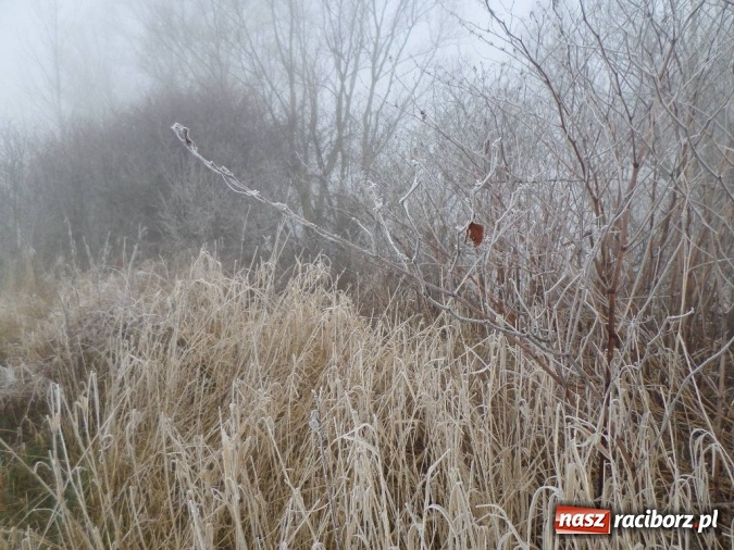 Zdjęcie w galerii na portalu naszraciborz.pl: Wędkarze z koła 46 przygotowali łowisko Łęg do sezonu wiadomości z regionu