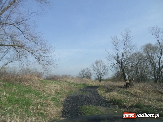 Zdjęcie w galerii na portalu naszraciborz.pl: Wędkarze z koła 46 przygotowali łowisko Łęg do sezonu wiadomości z regionu