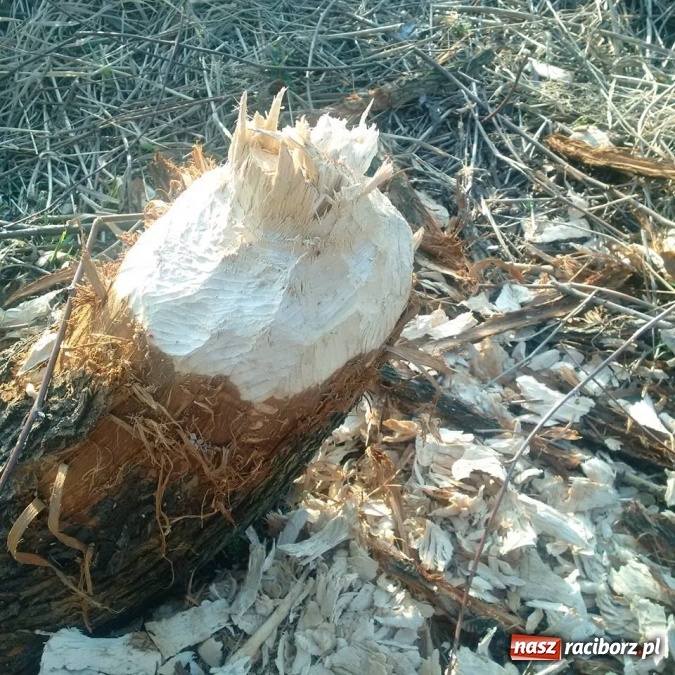 Zdjęcie w galerii na portalu naszraciborz.pl: Brudna Odra w Raciborzu? To mit. Wr&oacute;ciły tu raki wiadomości z regionu