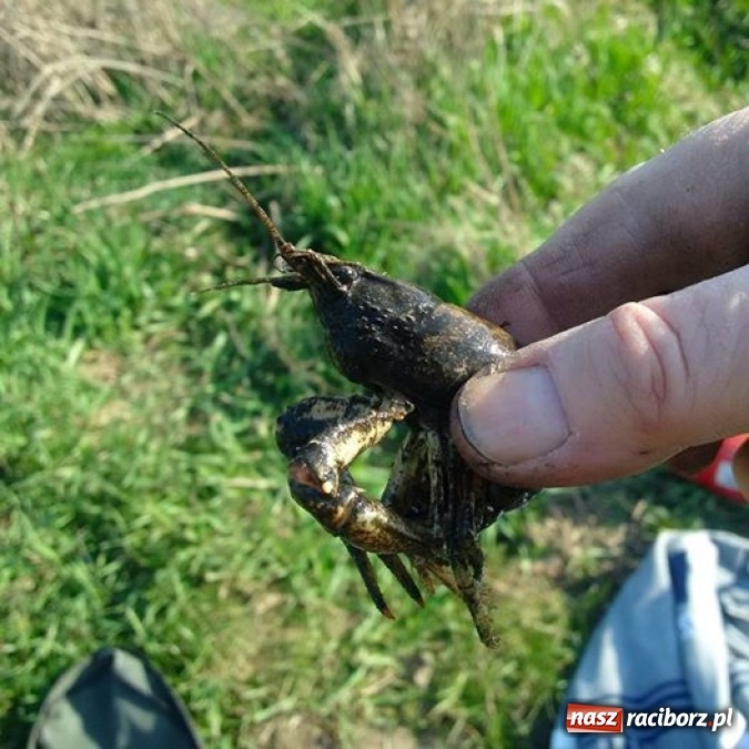 Zdjęcie w galerii na portalu naszraciborz.pl: Brudna Odra w Raciborzu? To mit. Wr&oacute;ciły tu raki wiadomości z regionu