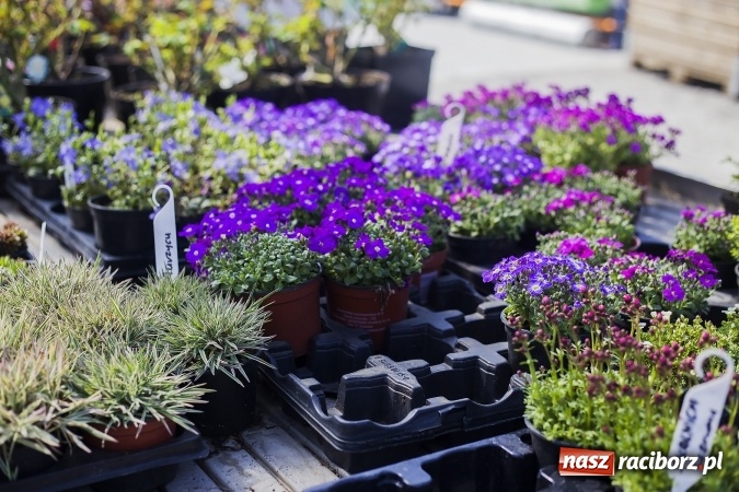 Zdjęcie w galerii na portalu naszraciborz.pl: Dzień dla hobbystów ogrodnictwa – już 9 kwietnia Agro Market zaprasza na dzień otwarty! wiadomości z regionu