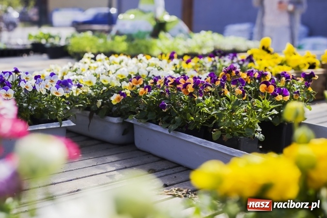Zdjęcie w galerii na portalu naszraciborz.pl: Dzień dla hobbystów ogrodnictwa – już 9 kwietnia Agro Market zaprasza na dzień otwarty! wiadomości z regionu
