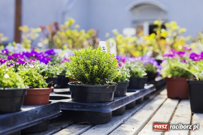 Zdjęcie w galerii na portalu naszraciborz.pl: Dzień dla hobbystów ogrodnictwa – już 9 kwietnia Agro Market zaprasza na dzień otwarty! wiadomości z regionu