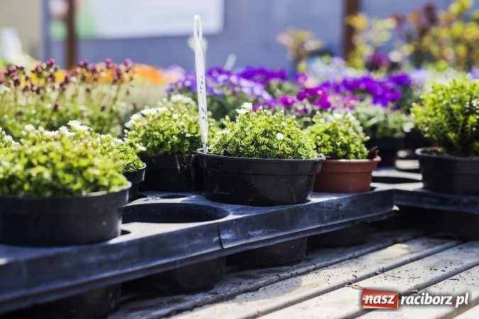 Zdjęcie w galerii na portalu naszraciborz.pl: Dzień dla hobbystów ogrodnictwa – już 9 kwietnia Agro Market zaprasza na dzień otwarty! wiadomości z regionu