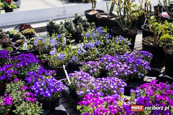 Zdjęcie w galerii na portalu naszraciborz.pl: Dzień dla hobbystów ogrodnictwa – już 9 kwietnia Agro Market zaprasza na dzień otwarty! wiadomości z regionu