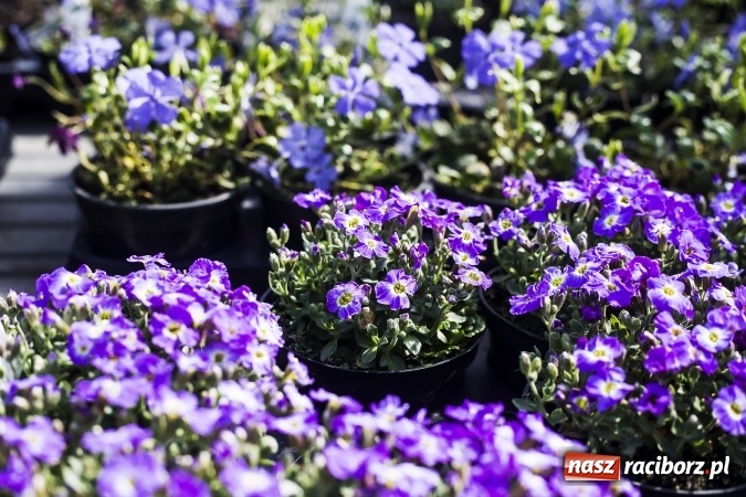 Zdjęcie w galerii na portalu naszraciborz.pl: Dzień dla hobbystów ogrodnictwa – już 9 kwietnia Agro Market zaprasza na dzień otwarty! wiadomości z regionu