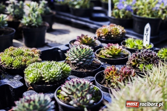 Zdjęcie w galerii na portalu naszraciborz.pl: Dzień dla hobbystów ogrodnictwa – już 9 kwietnia Agro Market zaprasza na dzień otwarty! wiadomości z regionu