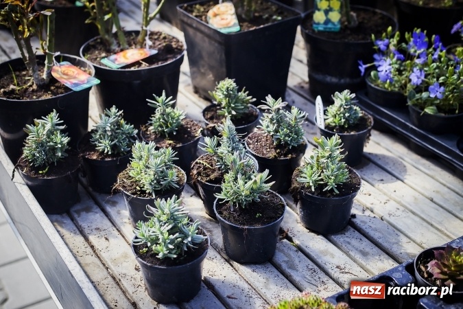 Zdjęcie w galerii na portalu naszraciborz.pl: Dzień dla hobbystów ogrodnictwa – już 9 kwietnia Agro Market zaprasza na dzień otwarty! wiadomości z regionu