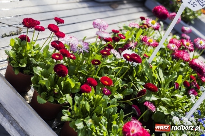 Zdjęcie w galerii na portalu naszraciborz.pl: Dzień dla hobbystów ogrodnictwa – już 9 kwietnia Agro Market zaprasza na dzień otwarty! wiadomości z regionu