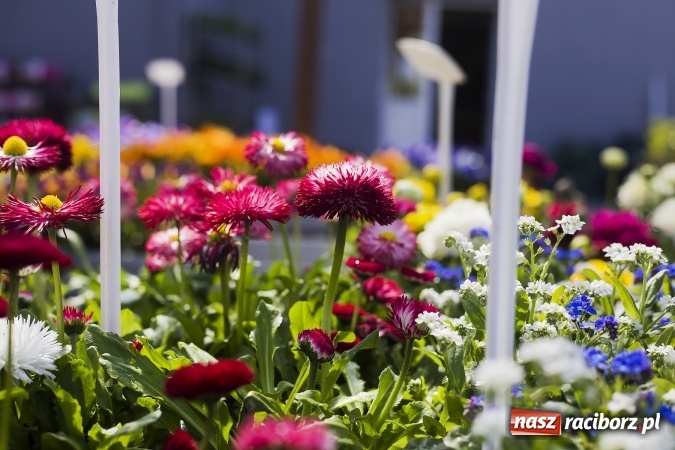 Zdjęcie w galerii na portalu naszraciborz.pl: Dzień dla hobbystów ogrodnictwa – już 9 kwietnia Agro Market zaprasza na dzień otwarty! wiadomości z regionu