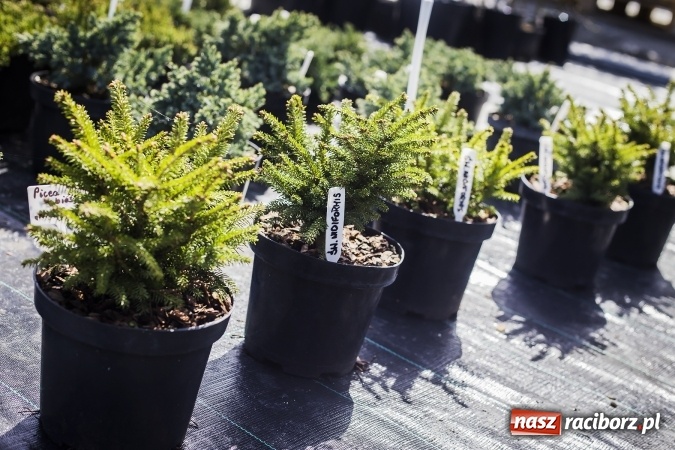 Zdjęcie w galerii na portalu naszraciborz.pl: Dzień dla hobbystów ogrodnictwa – już 9 kwietnia Agro Market zaprasza na dzień otwarty! wiadomości z regionu