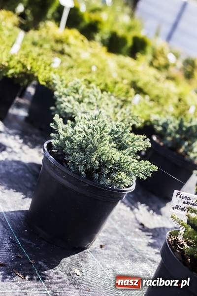 Zdjęcie w galerii na portalu naszraciborz.pl: Dzień dla hobbystów ogrodnictwa – już 9 kwietnia Agro Market zaprasza na dzień otwarty! wiadomości z regionu