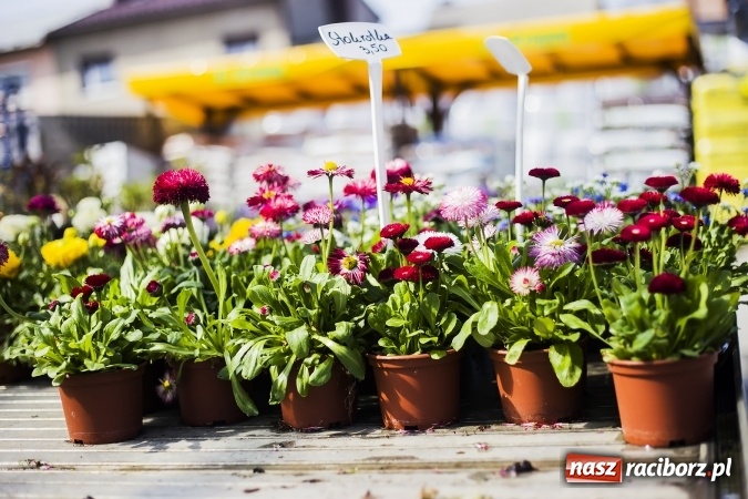 Zdjęcie w galerii na portalu naszraciborz.pl: Dzień dla hobbystów ogrodnictwa – już 9 kwietnia Agro Market zaprasza na dzień otwarty! wiadomości z regionu