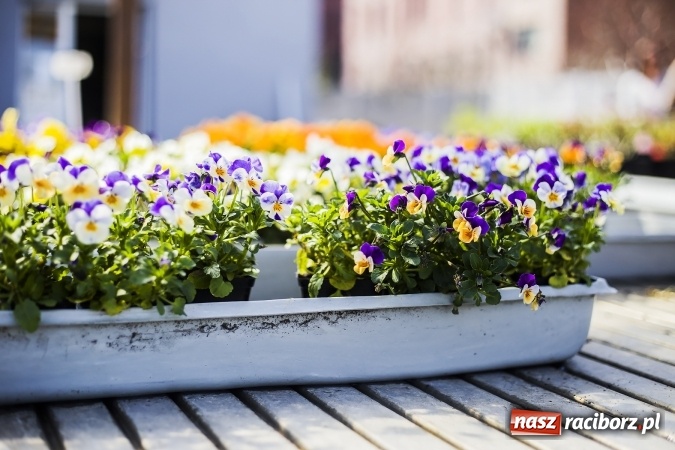 Zdjęcie w galerii na portalu naszraciborz.pl: Dzień dla hobbystów ogrodnictwa – już 9 kwietnia Agro Market zaprasza na dzień otwarty! wiadomości z regionu