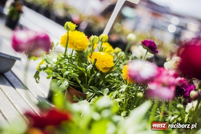 Zdjęcie w galerii na portalu naszraciborz.pl: Dzień dla hobbystów ogrodnictwa – już 9 kwietnia Agro Market zaprasza na dzień otwarty! wiadomości z regionu
