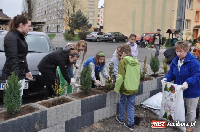 Zdjęcie w galerii na portalu naszraciborz.pl: Nasadzenia krzewów na Osiedlu w Kuźni Raciborskiej  wiadomości z regionu