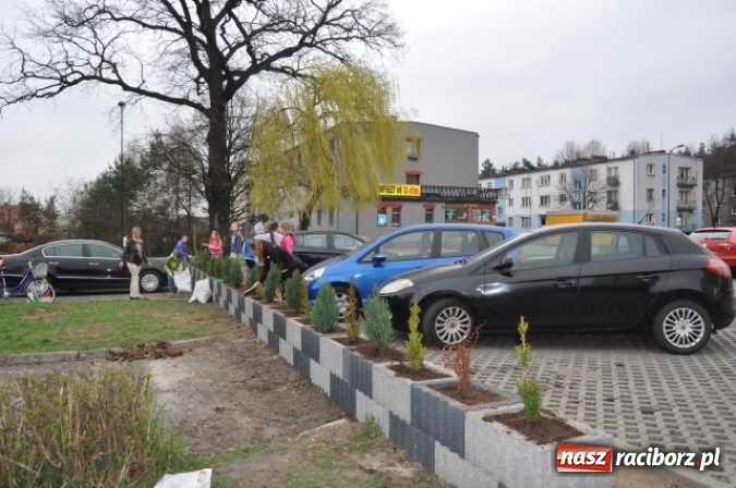Zdjęcie w galerii na portalu naszraciborz.pl: Nasadzenia krzewów na Osiedlu w Kuźni Raciborskiej  wiadomości z regionu