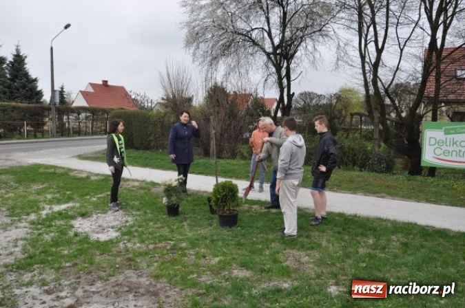 Zdjęcie w galerii na portalu naszraciborz.pl: Nasadzenia krzewów na Osiedlu w Kuźni Raciborskiej  wiadomości z regionu