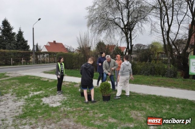 Zdjęcie w galerii na portalu naszraciborz.pl: Nasadzenia krzewów na Osiedlu w Kuźni Raciborskiej  wiadomości z regionu