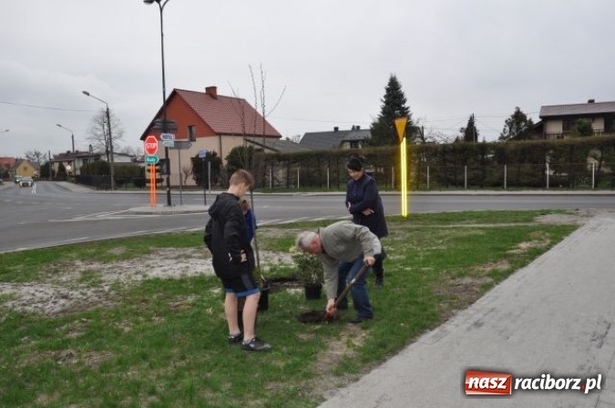 Zdjęcie w galerii na portalu naszraciborz.pl: Nasadzenia krzewów na Osiedlu w Kuźni Raciborskiej  wiadomości z regionu