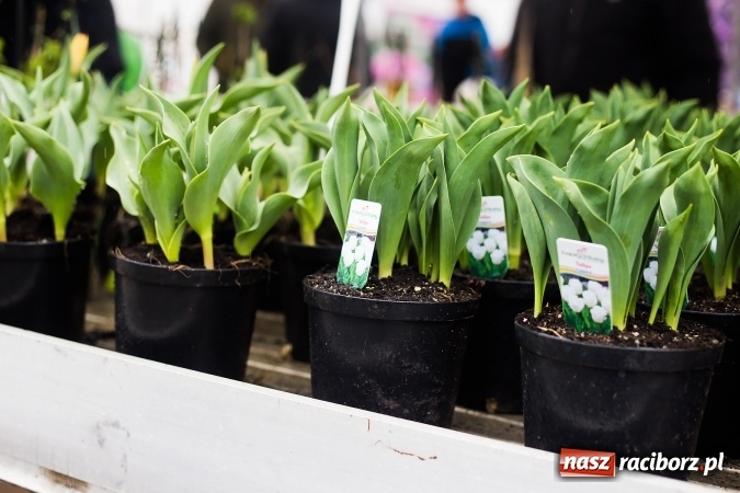 Zdjęcie w galerii na portalu naszraciborz.pl: Prelekcja w Agro Markecie przyciągnęła miłośników ogrodnictwa wiadomości z regionu