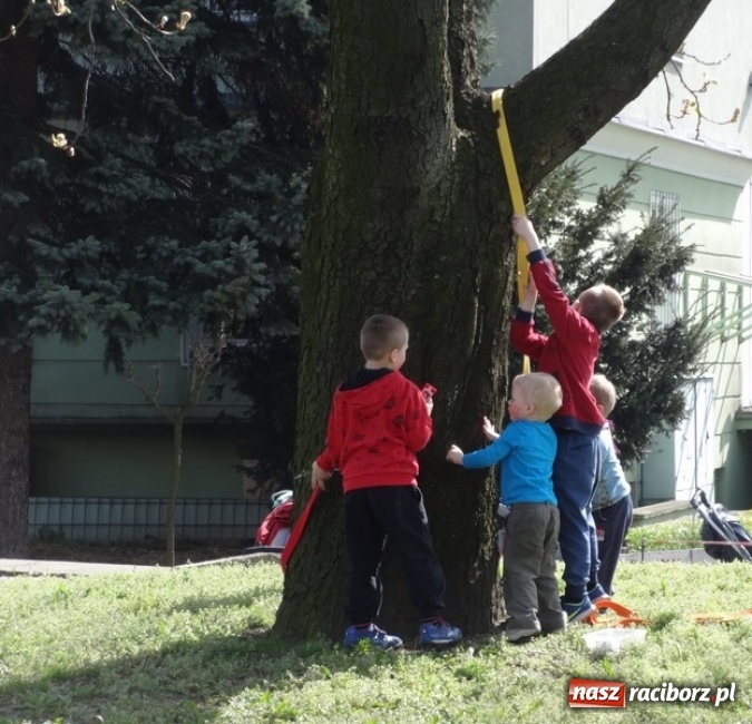 Zdjęcie w galerii na portalu naszraciborz.pl: Raciborskie Fikusie już po inauguracji sezonu wiadomości z regionu
