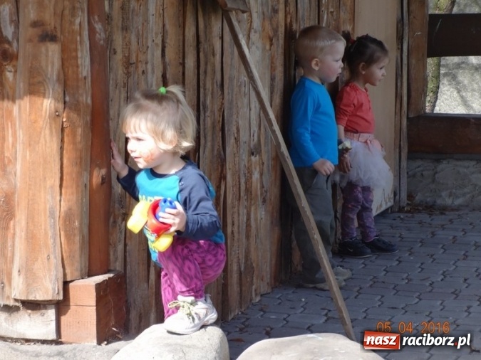 Zdjęcie w galerii na portalu naszraciborz.pl: Raciborskie Fikusie już po inauguracji sezonu wiadomości z regionu